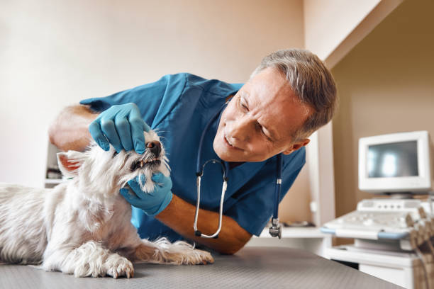 Best Emergency Root Canal Treatment in Draper, UT